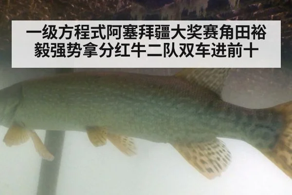 一级方程式阿塞拜疆大奖赛角田裕毅强势拿分红牛二队双车进前十